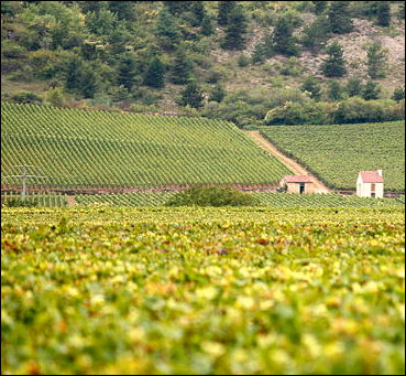 20120528-wine French Burgundy.jpg